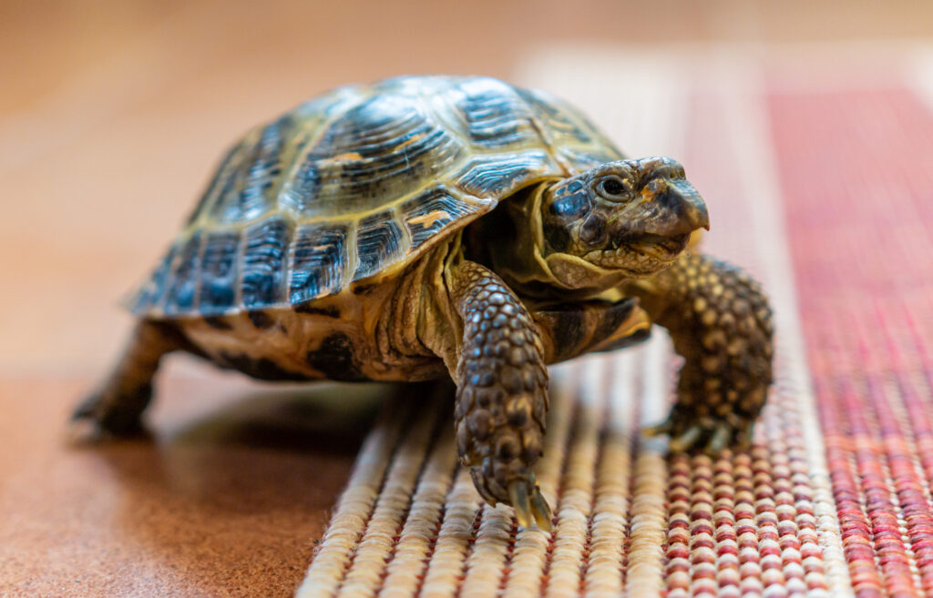 Überwintern im Kühlschrank: So meistern Schildkröten die Winterstarre ...